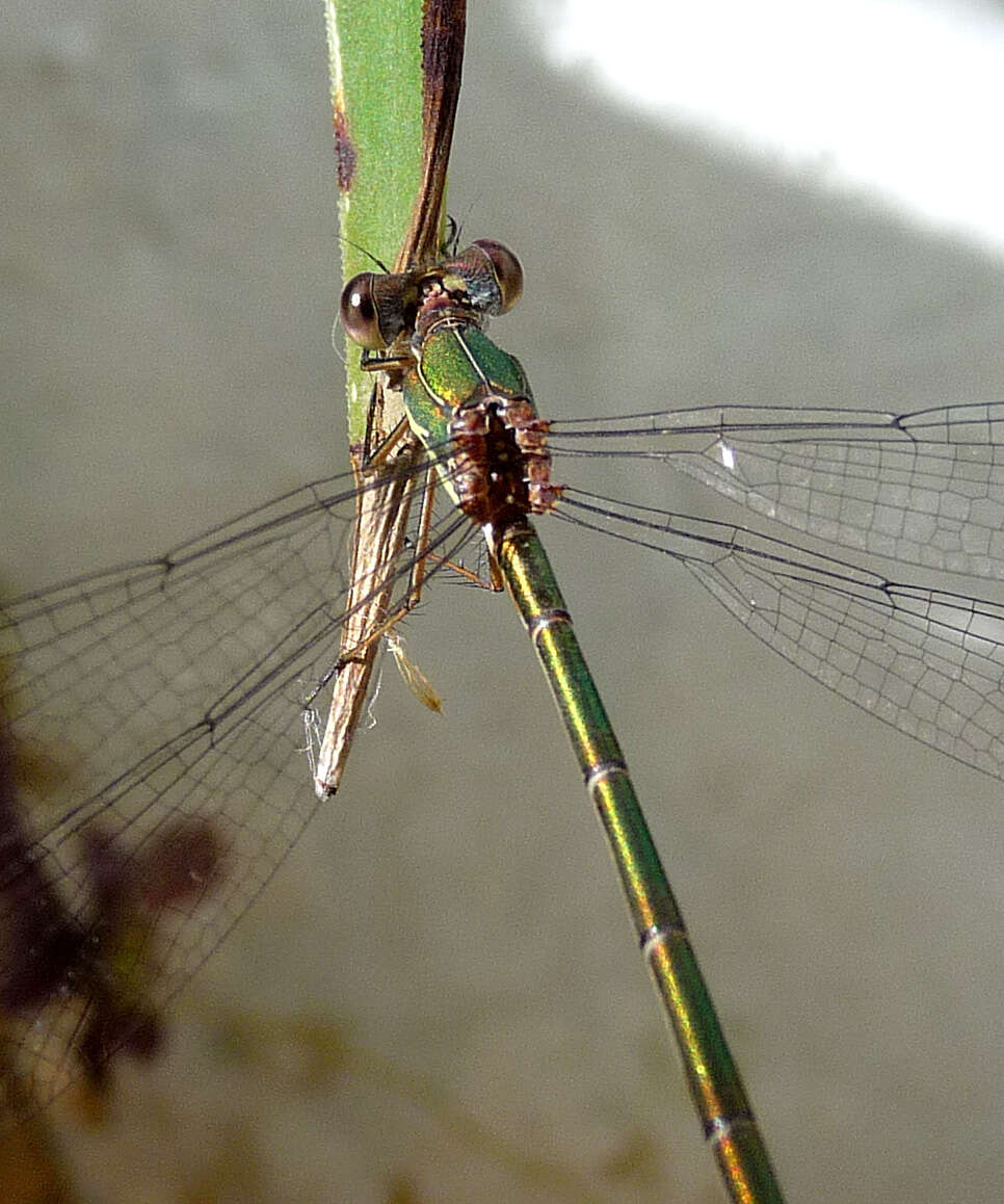 Image of Chalcolestes Kennedy 1920