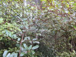 Image of Elaeagnus reflexa E. Morr. & Decne.