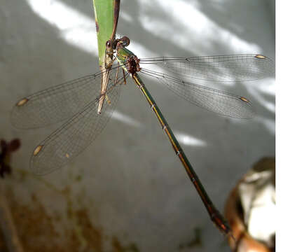 Image of Chalcolestes Kennedy 1920