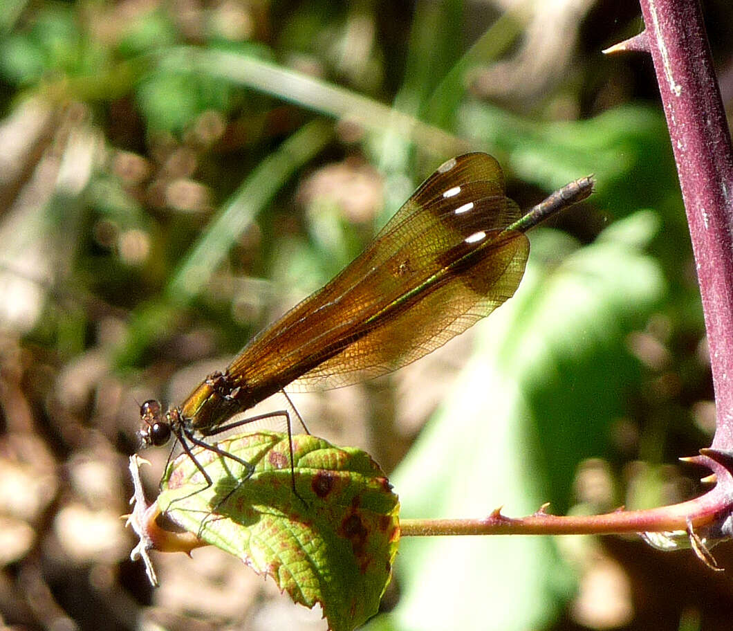 Image of Copper Demoiselle