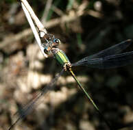 Image of Migrant Spreadwing