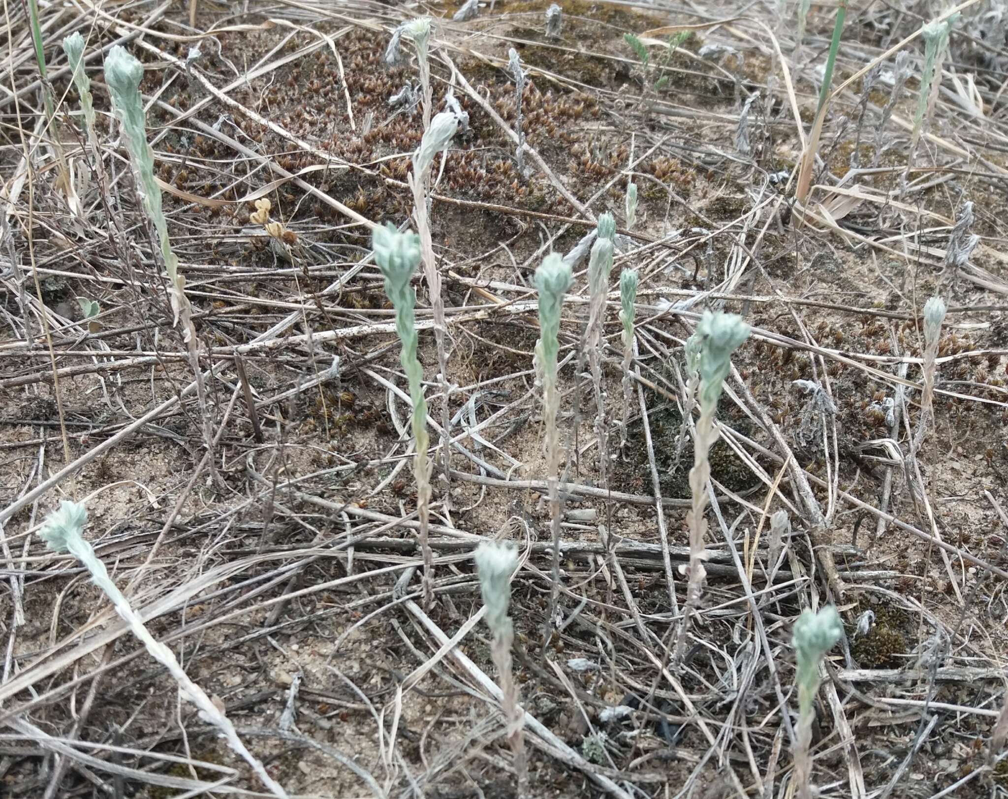 Image of field cudweed