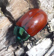 Image of Chrysolina grossa