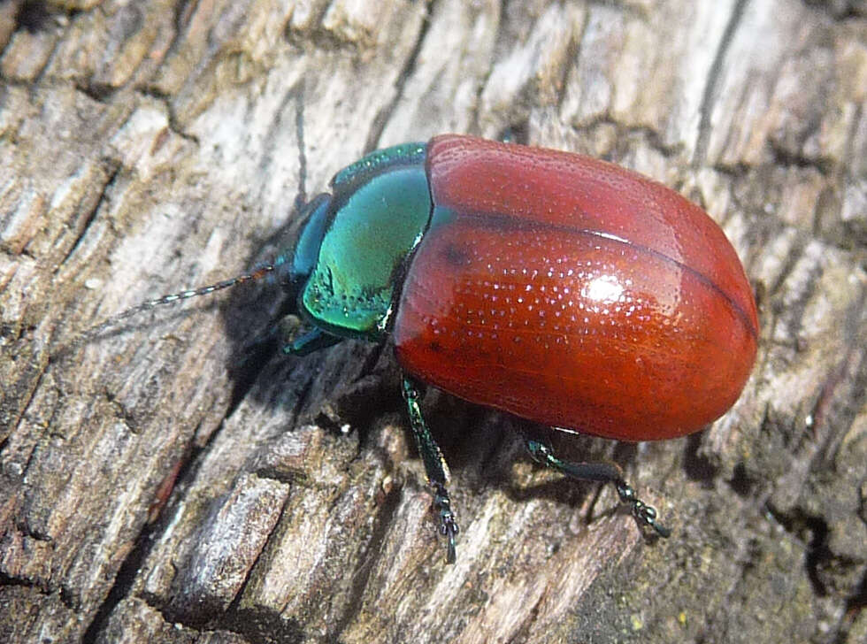 Image of Chrysolina grossa