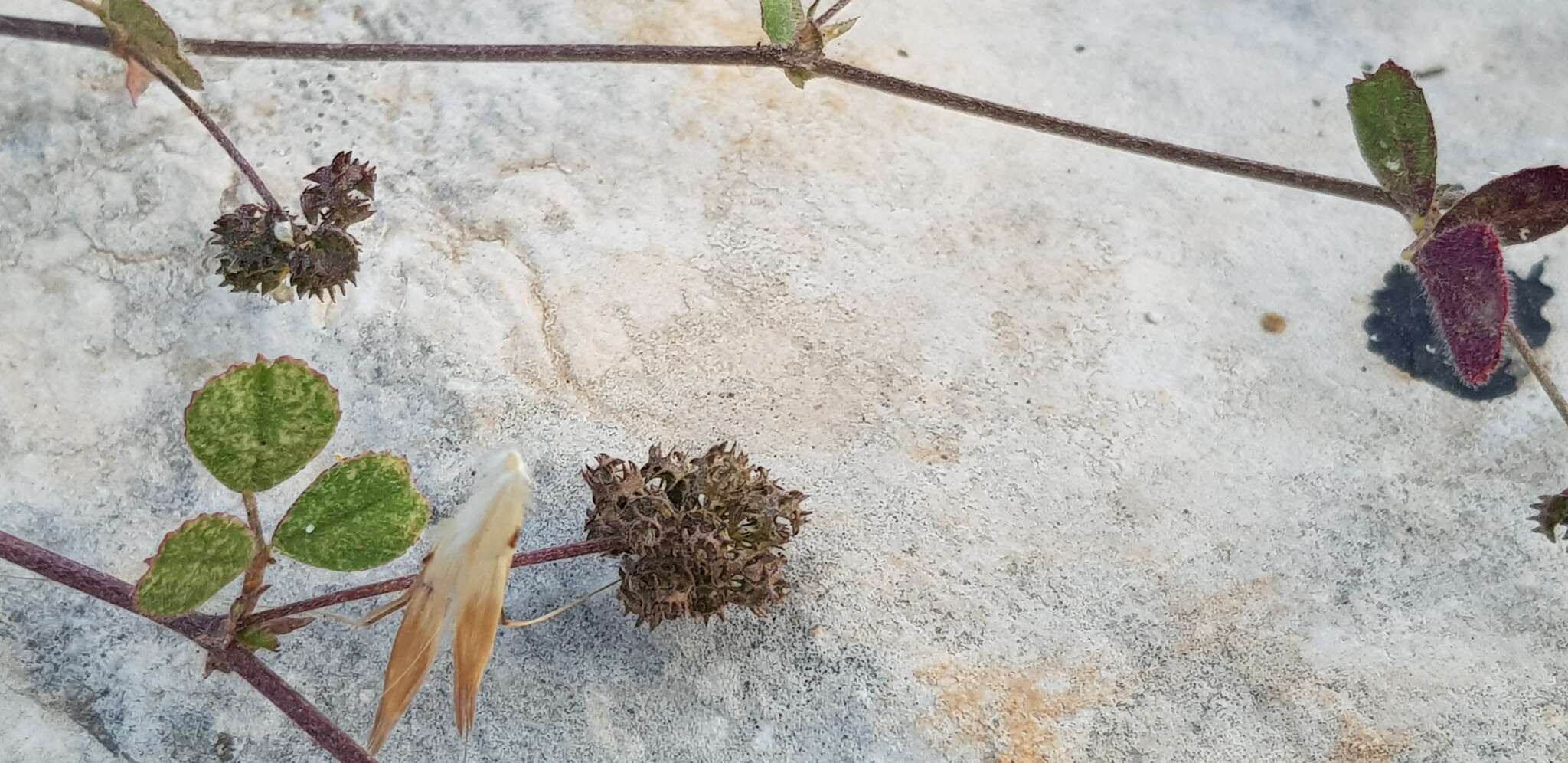 Слика од Medicago coronata (L.) Bartal.