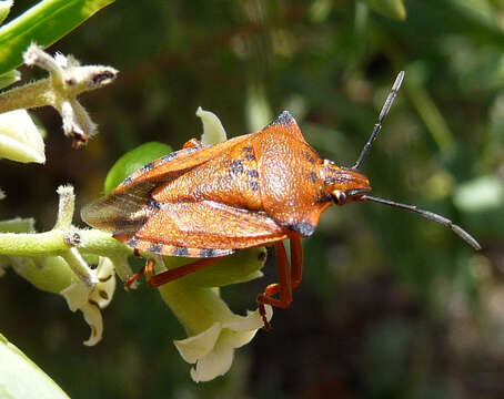 Image of <i>Carpocoris mediterraneus</i>