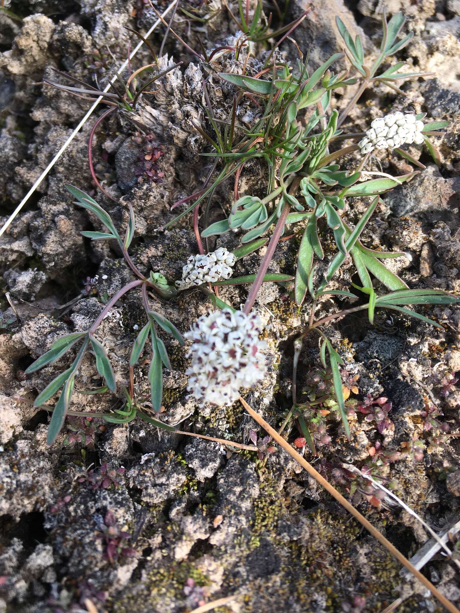 Image de Lomatium gormanii (T. J. Howell) Coult. & Rose