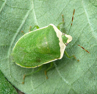 Image of Southern green stink bug