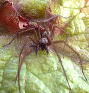 Image of Giant House Spider