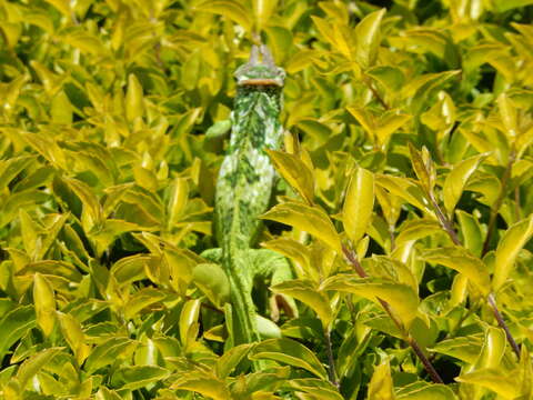 Image of West Usambara Blade-horned Chameleon