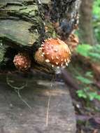 Hemistropharia resmi