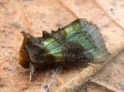 Image of burnished brass