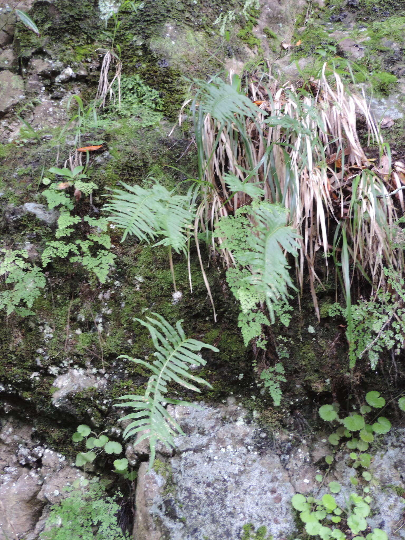 Plancia ëd Polypodium macaronesicum subsp. macaronesicum