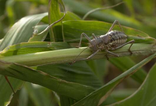 Image of Armoured Katydid