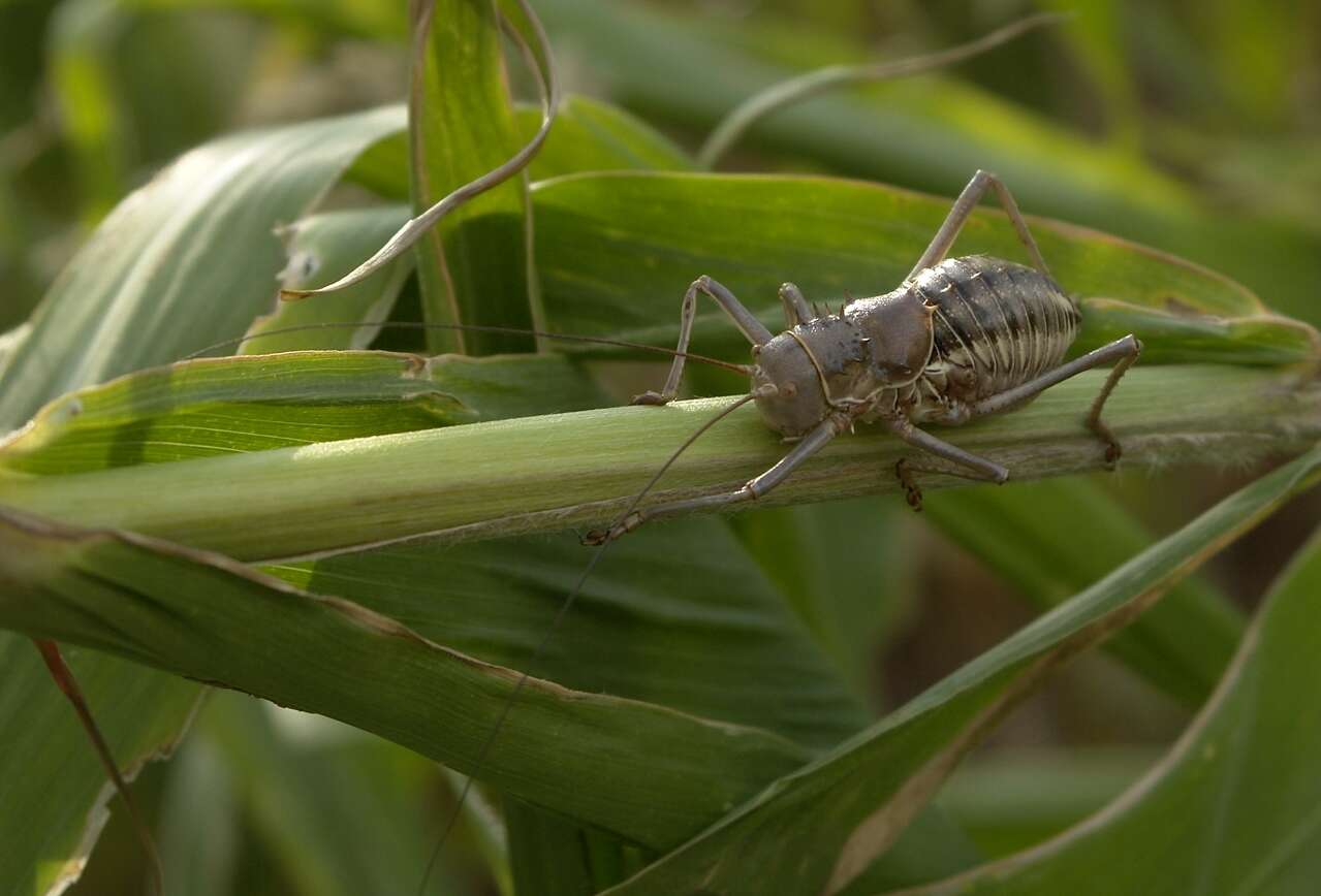 Acanthoplus discoidalis (Walker & F. 1869) resmi