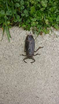 Image of Giant Water Bug