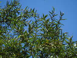 Sivun Leptospermum brachyandrum (F. Müll.) Druce kuva