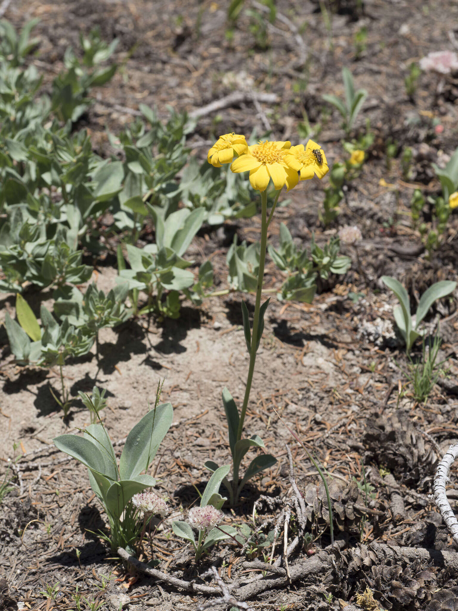 Image of mock leopardbane