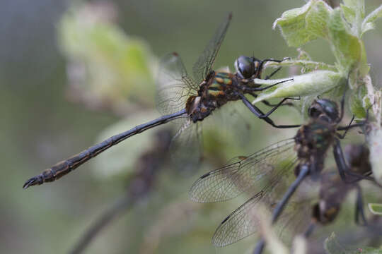 Image of Delicate Emerald