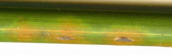 Image of Puccinia cancellata (Durieu & Mont.) Sacc. & Roum. 1881