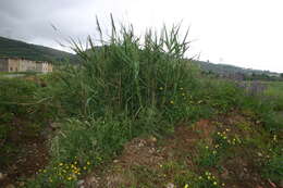 صورة Arundo micrantha Lam.