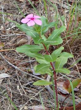 Image of Madagascar periwinkle