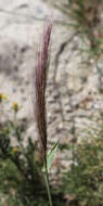 Imagem de Elymus elymoides (Raf.) Swezey