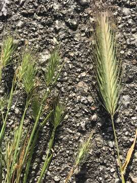 Image of seaside barley