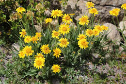 Image of hairy arnica