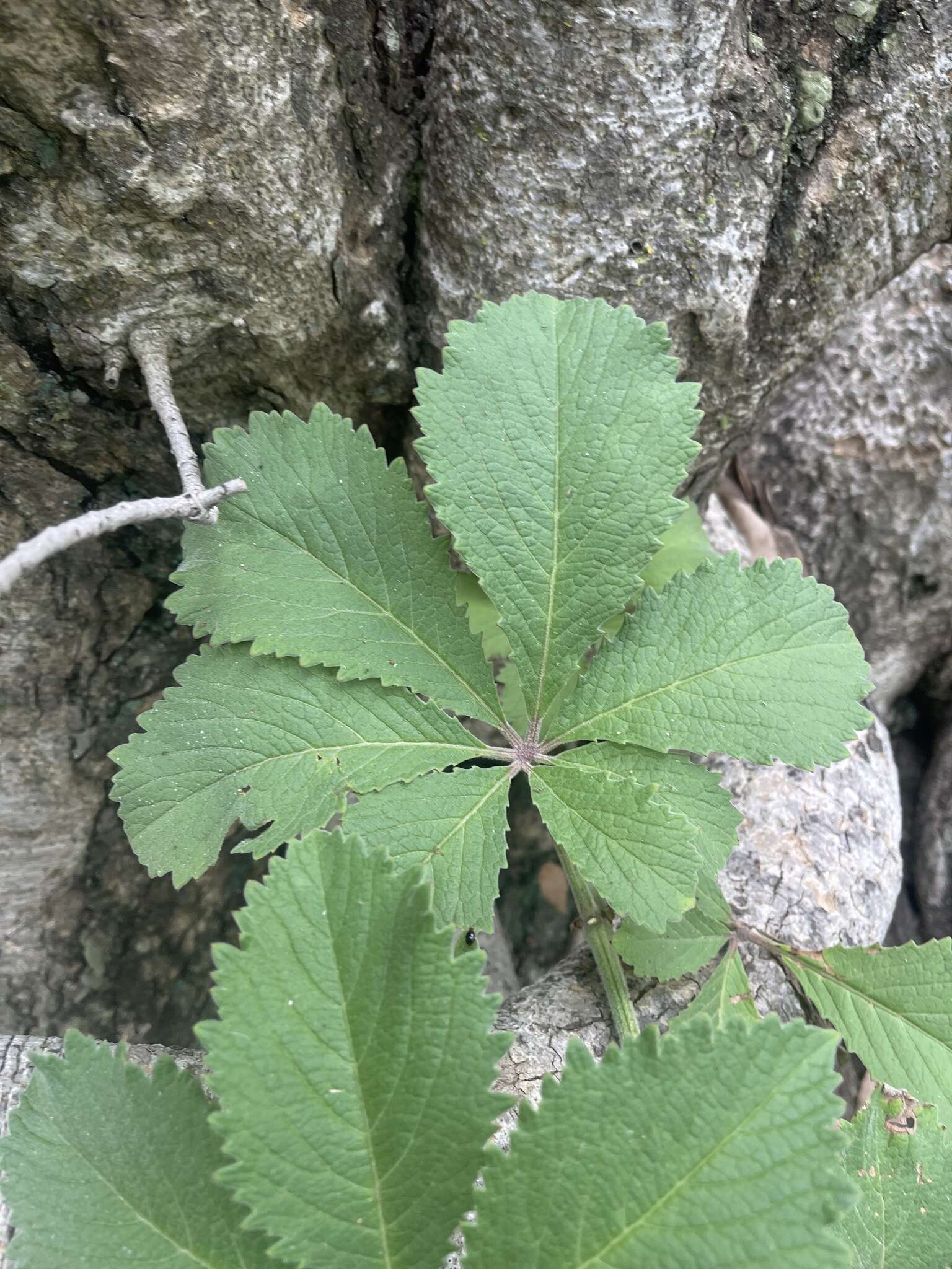 Plancia ëd Cyphostemma lanigerum (Harv.) Descoings ex Wild & R. B. Drumm.