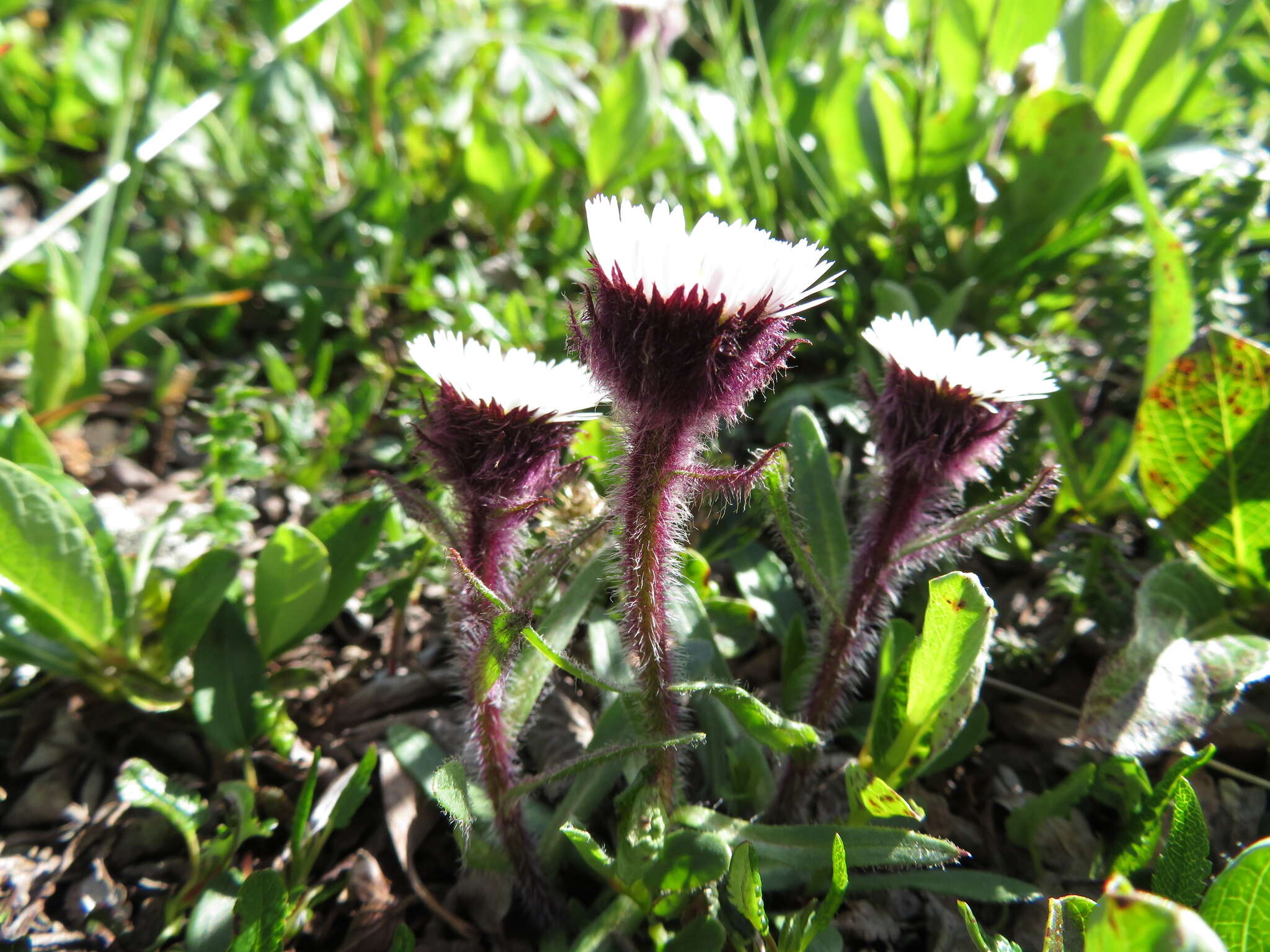 Image of arctic alpine fleabane