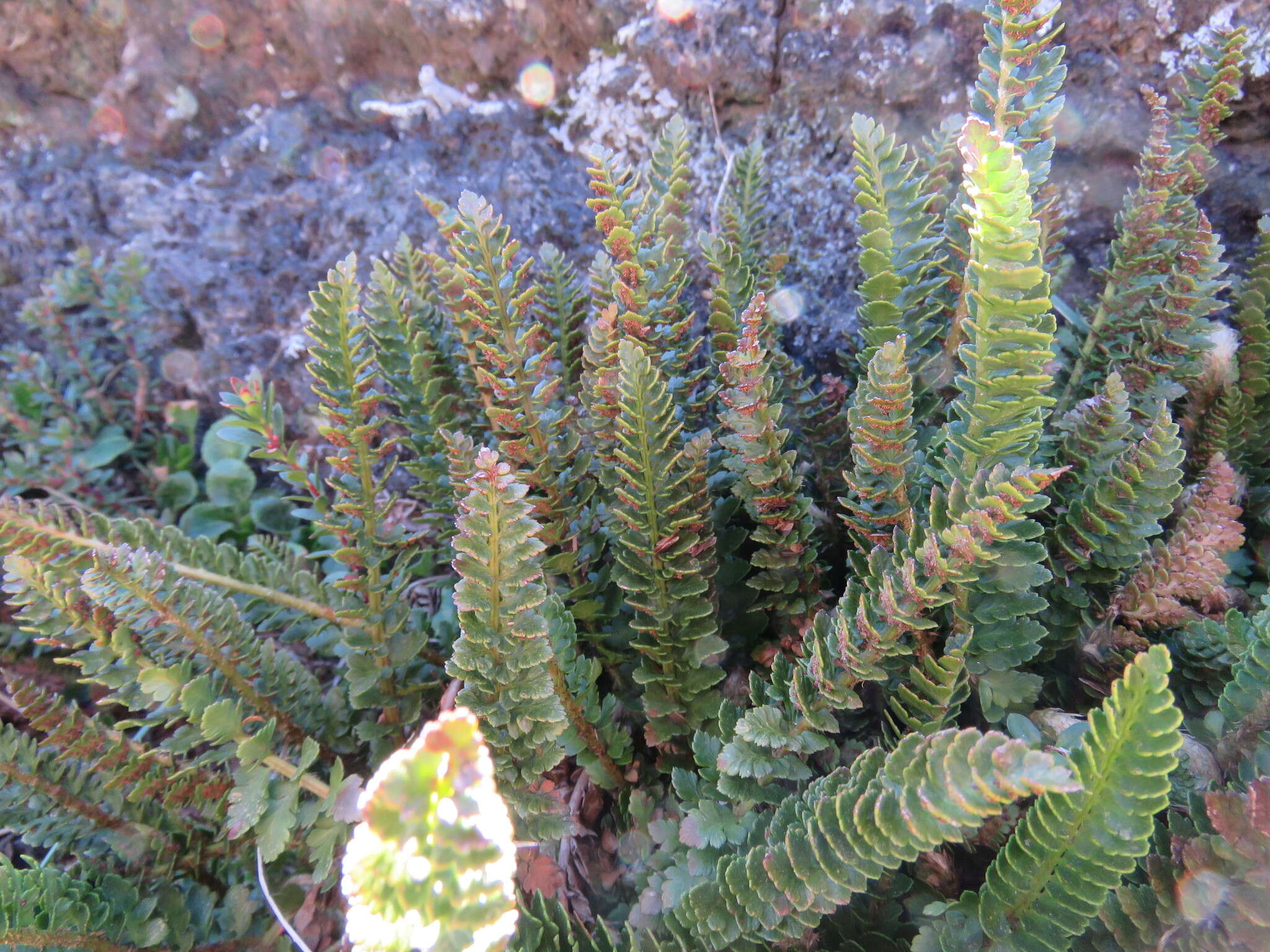 Plancia ëd Polystichum andinum Phil.