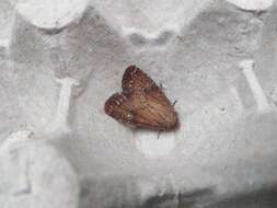 Image of scarce brindle