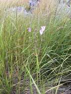 Image of long-ray brodiaea