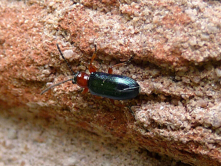 Image of Cereal leaf beetle