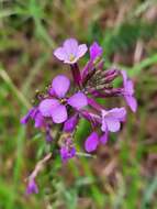 Image of Erysimum linifolium (Pers.) J. Gay