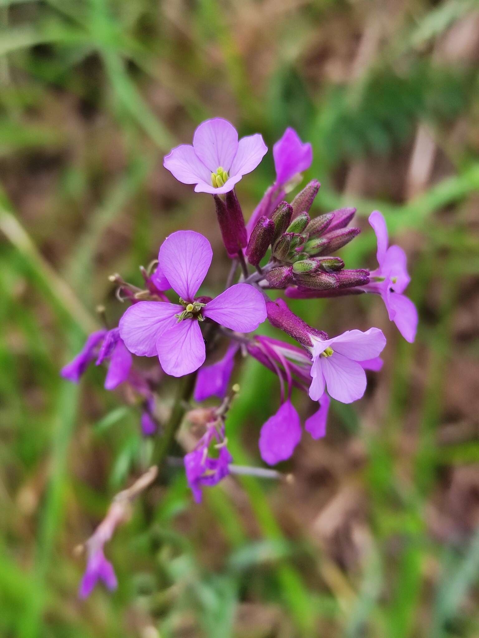 Image of Erysimum linifolium (Pers.) J. Gay