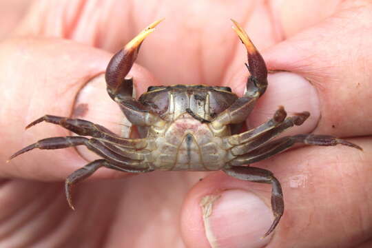 Image of Potamonautes isimangaliso Peer, Perissinotto, Gouws & Miranda 2015