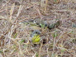 Image of Lemon-breasted Canary