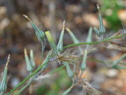 Image of achicoria azul