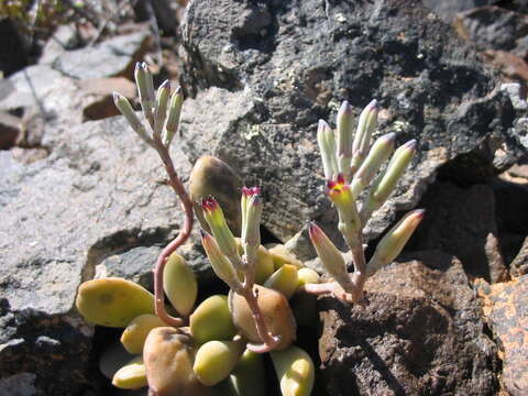 Imagem de Adromischus marianiae var. hallii (P. C. Hutch.) Tölken