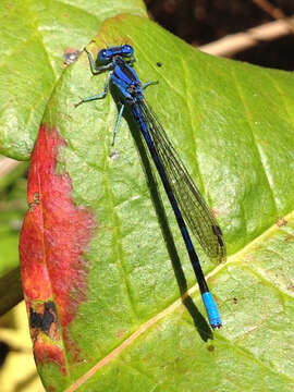 Imagem de Argia vivida Hagen ex Selys 1865