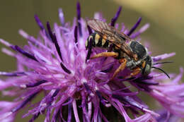 Image de Icteranthidium laterale (Latreille 1809)