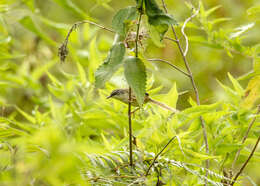 Image of Hill Prinia