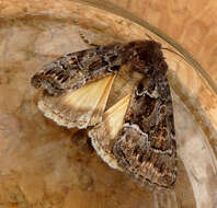 Image of straw underwing