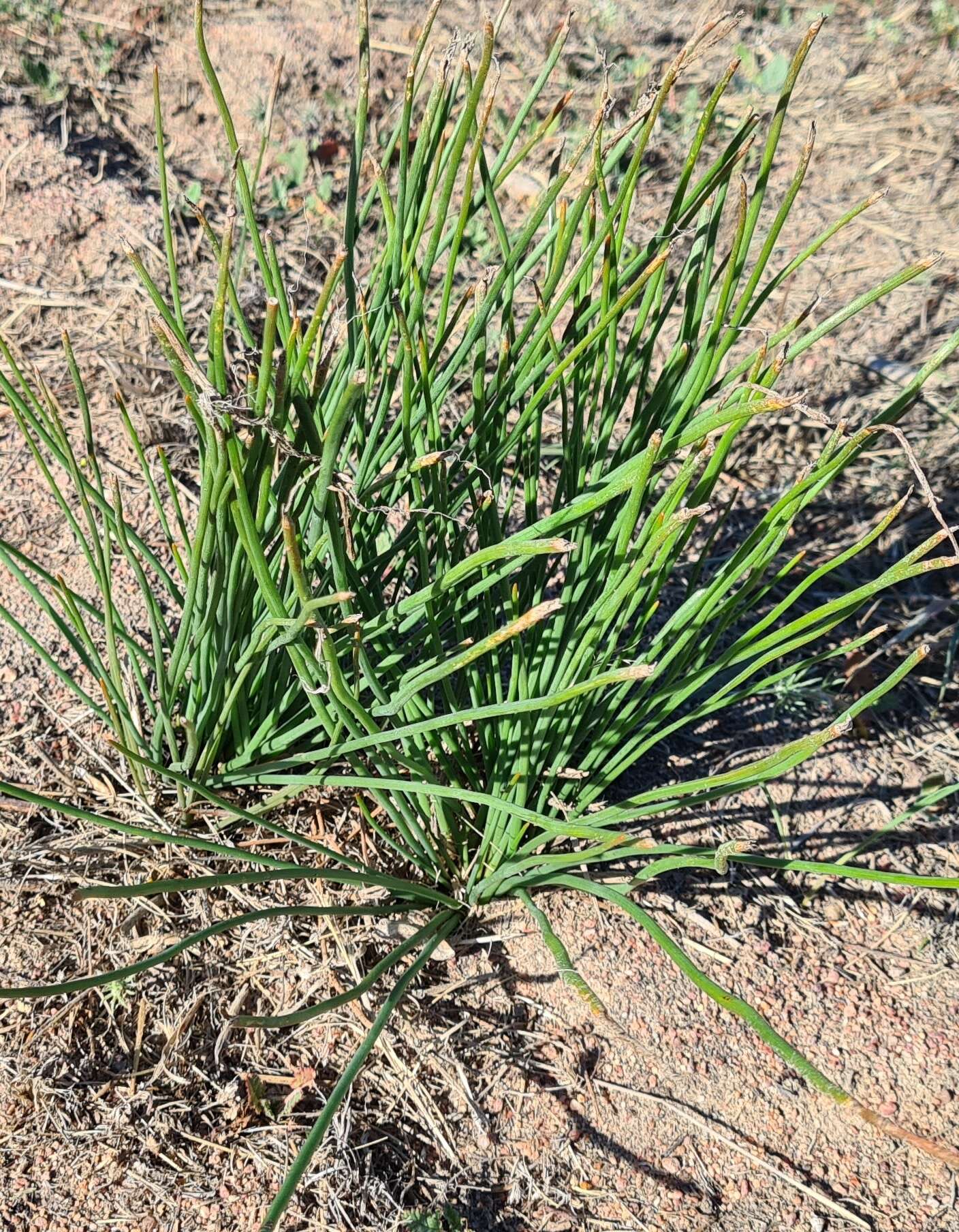 Image of Trachyandra revoluta (L.) Kunth