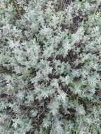 Image of Roman wormwood