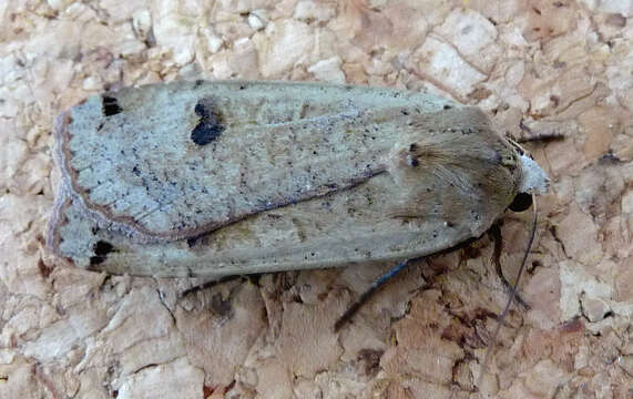 Image of Large Yellow Underwing