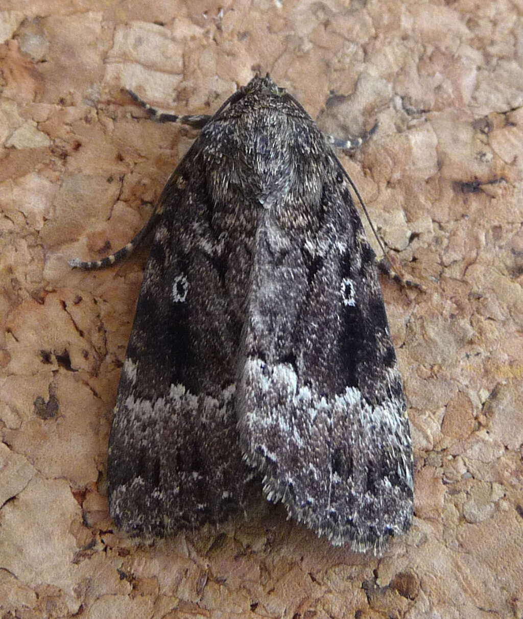 Image of copper underwing