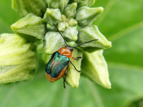 Imagem de Aporocera iridipennis